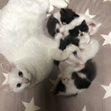 かわいい子猫5匹