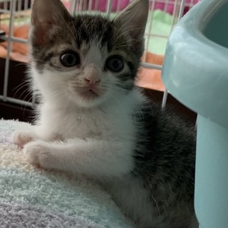 可愛い子猫の里親探しています！