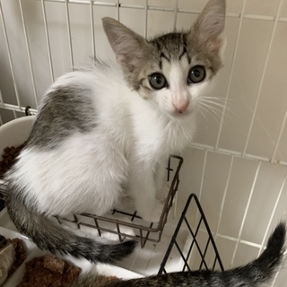 【イケニャン★コジロー 中長毛キジ白２ヶ月半】