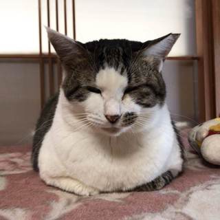 臆病さんのしずかちゃん