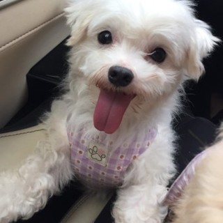 マルチーズのチャロくん