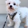 マルチーズのチャロくん サムネイル2