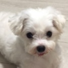 マルチーズのチャロくん サムネイル3