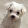 マルチーズのチャロくん サムネイル4