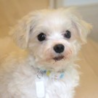 マルチーズのチャロくん サムネイル5