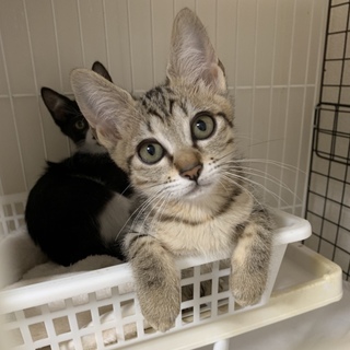 【ツンデレ☆コトラちゃん２ヶ月半】