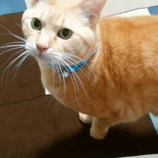 おとなしい茶トラ 12歳 ♂