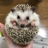 robirobi_robin