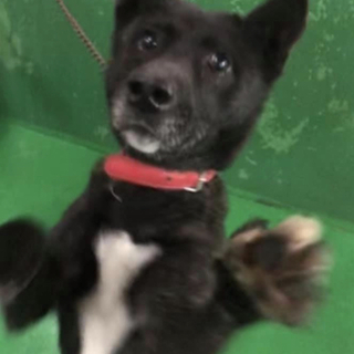 里親様決定しました✨✨ありがとうございました