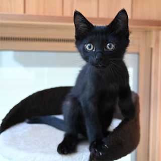 生後2カ月のくろちゃん、ゴロゴロちゃん