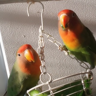 八重桜インコです【里親さん決定しました】