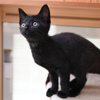 生後２カ月、５本指（後ろ足）のくろちゃん