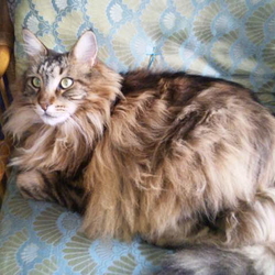 「毛玉排出促進剤の副作用？」サムネイル1