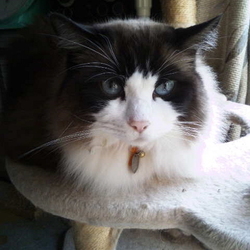 「毛玉排出促進剤の副作用？」サムネイル2