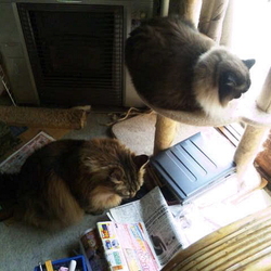 「毛玉排出促進剤の副作用？」サムネイル3