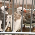 キンカチョウ  3羽 里親様募集