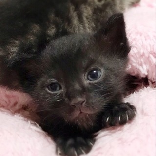 5兄妹の末っ子真っ黒男の子