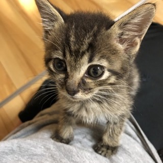 甘えん坊のリチャードくん