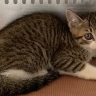 譲渡されました。