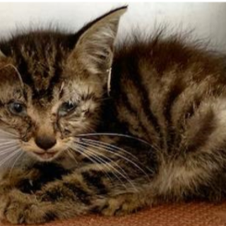 風邪を患っております。収容期限7/17朝迄