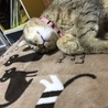 ちむにい
