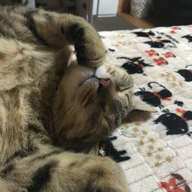 ちむにいのカバー写真