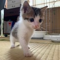 子猫3きょうだい(きじしろ男の子)