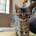 子猫3きょうだい(きじとら女の子)