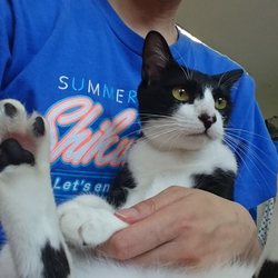 ねこけん千葉支部 譲渡会