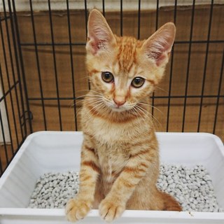 ボンネットから救出！}【ΦωΦ】{活発な男の子