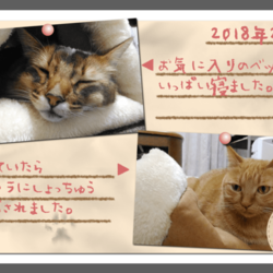 うちの猫たちのフォトアルバムを作りました（前編）