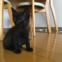 穏やかな性格の黒猫ちゃん
