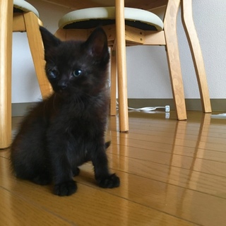 穏やかな性格の黒猫ちゃん