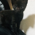 瞳の綺麗な黒猫ちゃん(里親様決定しました！)