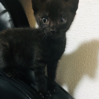 瞳の綺麗な黒猫ちゃん(里親様決定しました！)