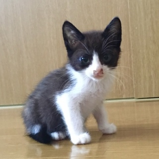 人が大好き甘えん坊のハチワレくん(交渉中)