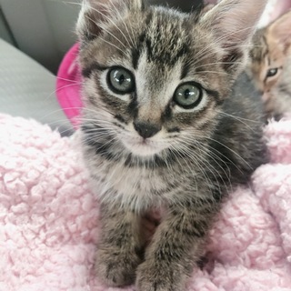 子猫三匹、里親募集！まだ決まりません！
