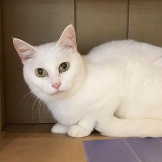 【ナナ】なでなで大好きな大人しい女の子