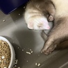 マーシャルフェレット(♀) とても可愛いです！！ サムネイル2