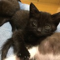 優しいお顔の黒猫ちゃん(里親様決定しました！)