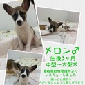 保健所からレスキュー 生後3ヶ月子犬