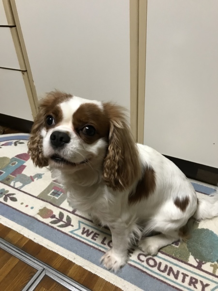 チャッピー