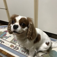 チャッピー