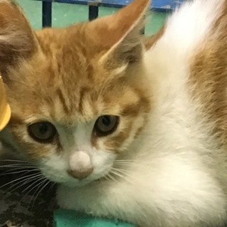 譲渡されました。ナデナデ 茶白ちゃん