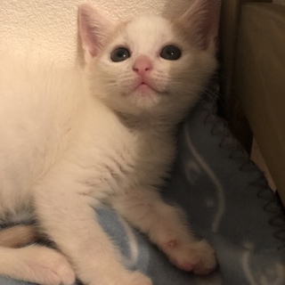 甘えん坊で活発なこもんちゃん