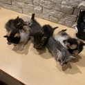 緊急応募  子猫５匹