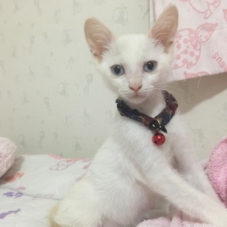 綺麗なブルーアイの男の子
