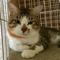 アンドレ（アン）