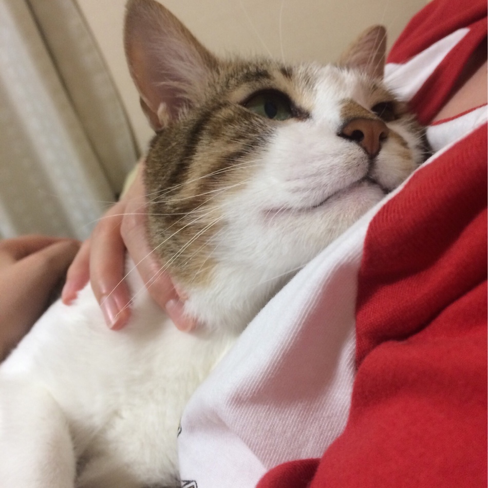 アンドレ（アン）のカバー写真