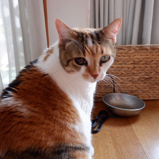 人懐っこい7歳の成猫、里親募集中です